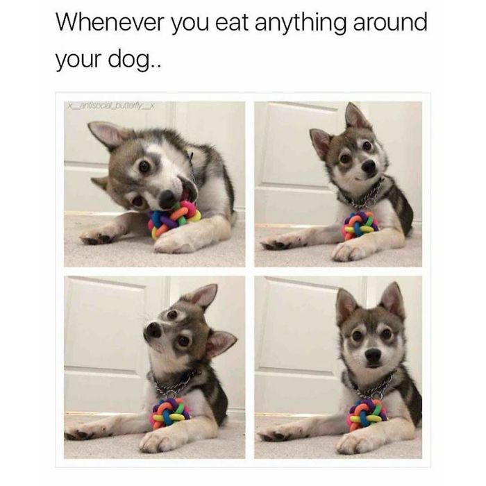 Dog Memes