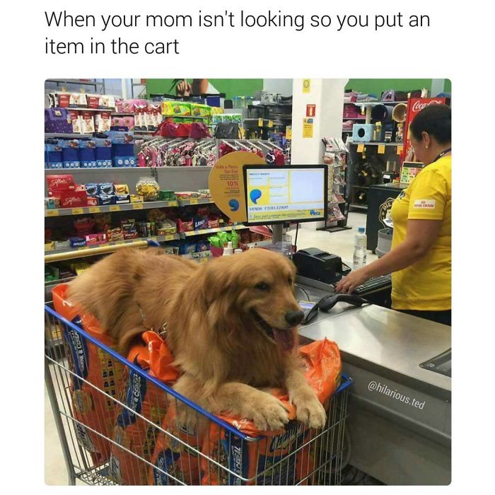 Dog Memes