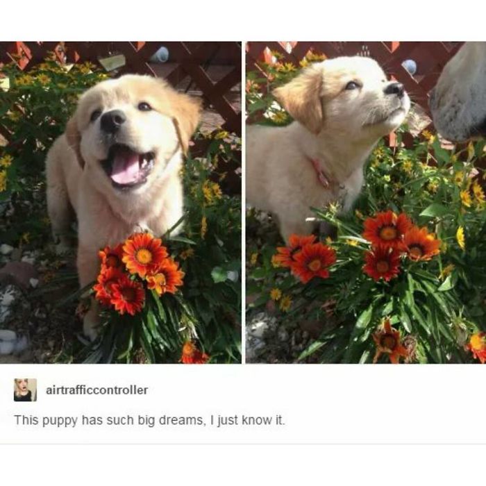 Dog Memes