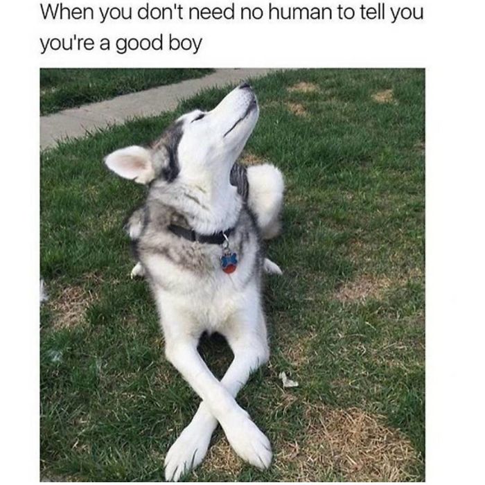 Dog Memes