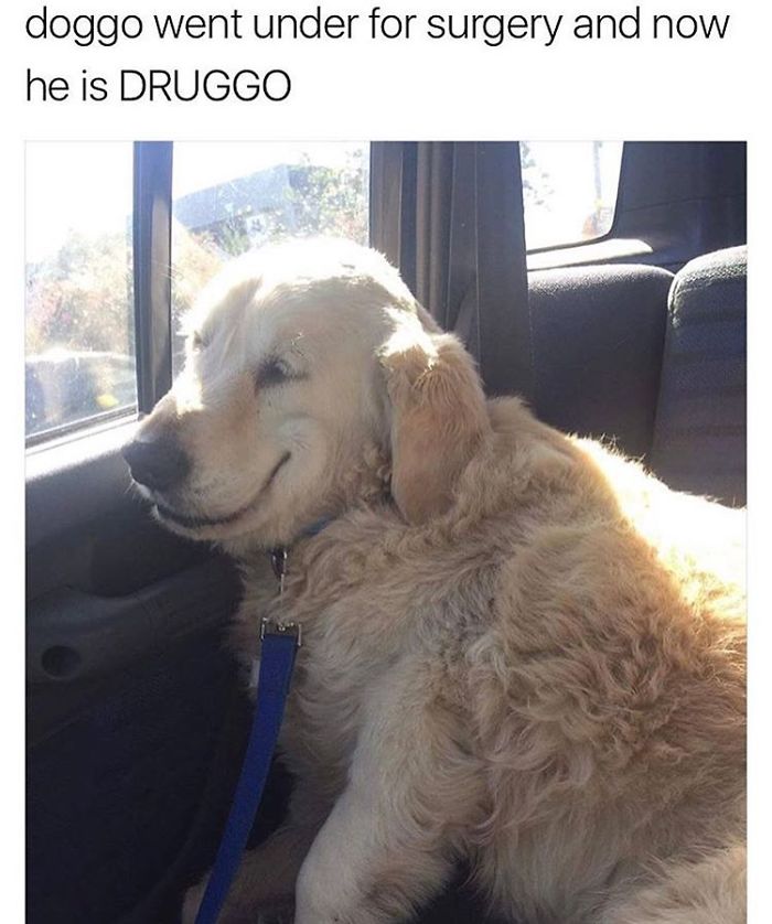 Dog Memes