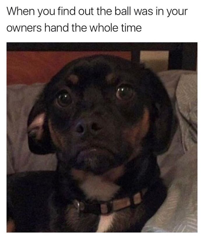 Dog Memes