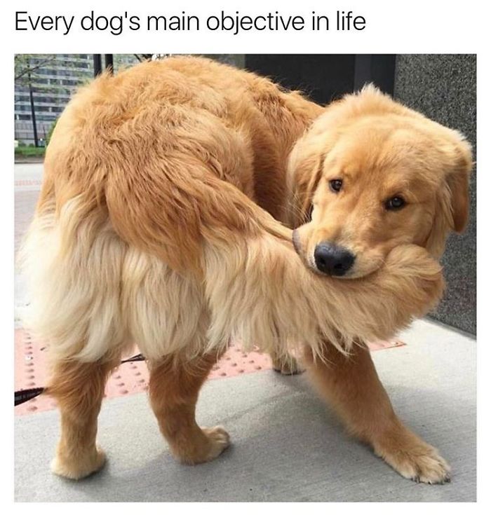 Dog Memes