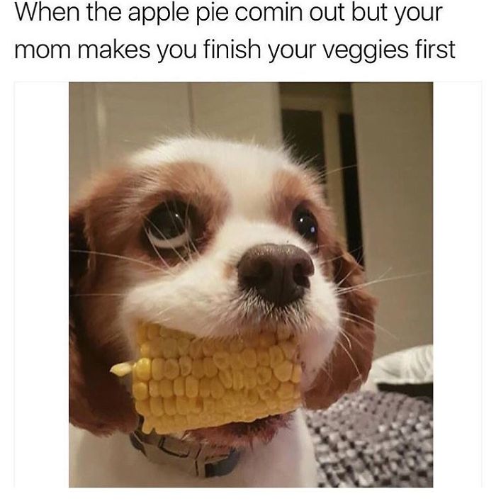 Dog Memes