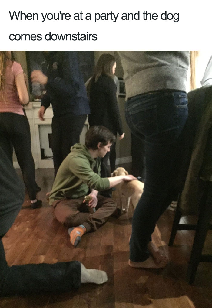 Dog Memes