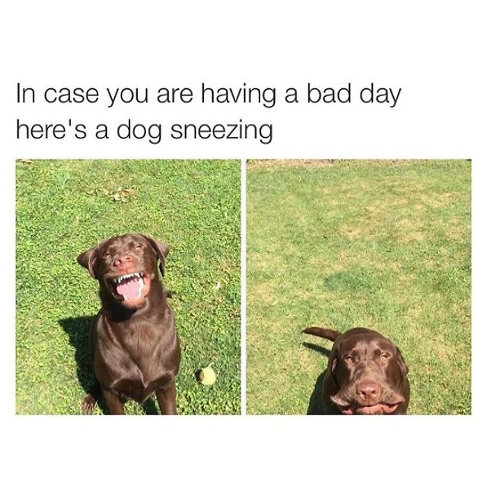 Dog Memes