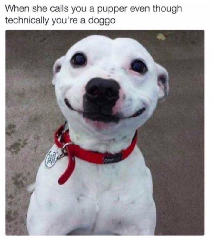 Dog Memes