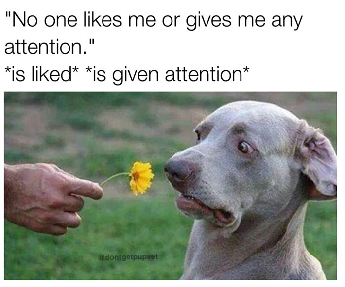 Dog Memes
