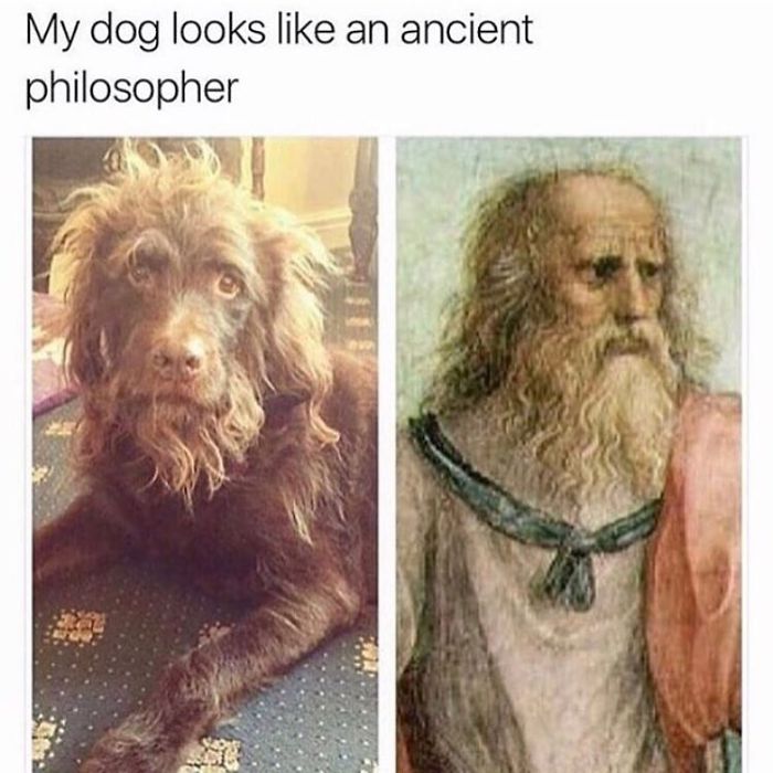 Dog Memes