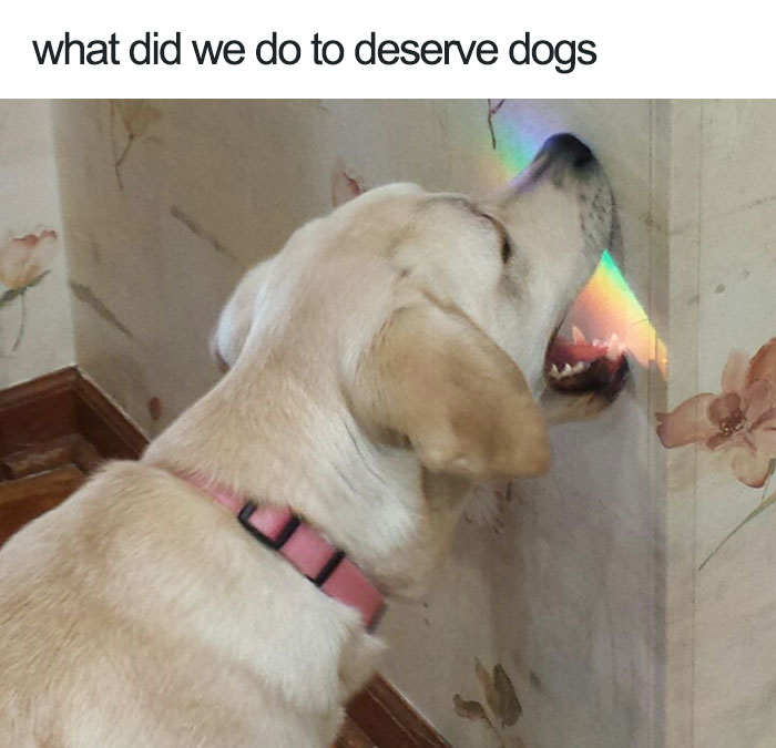 Dog Memes