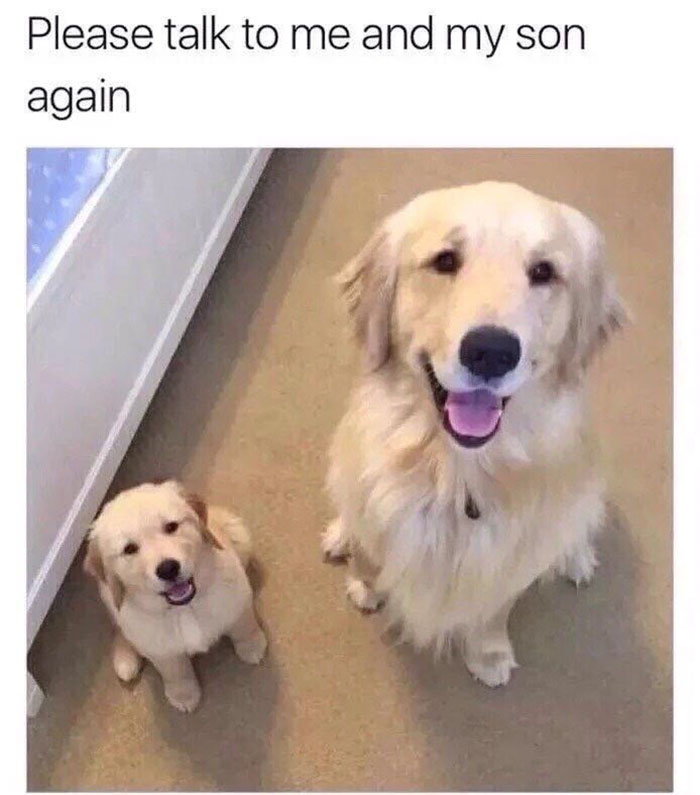 Dog Memes