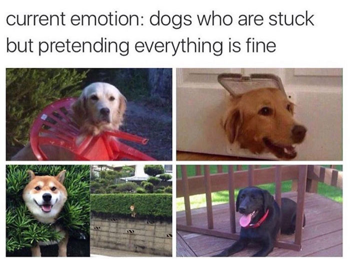Dog Memes