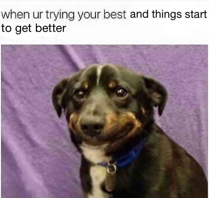 Dog Memes
