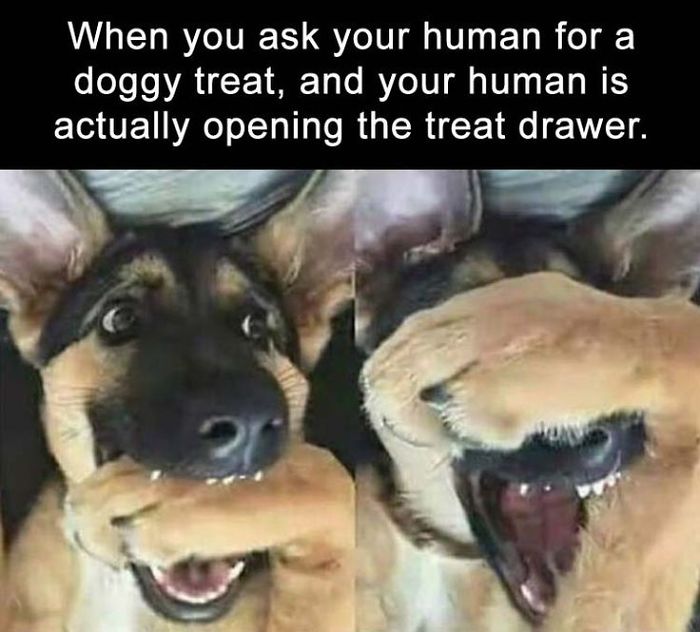 Dog Memes
