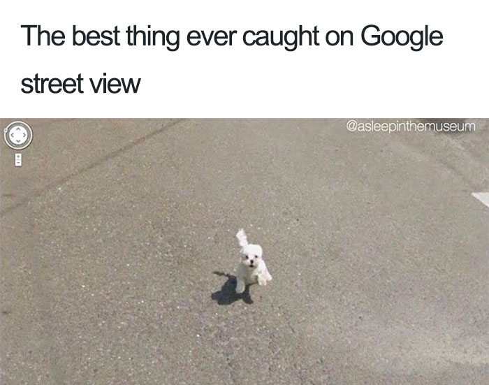 Street View Doggo