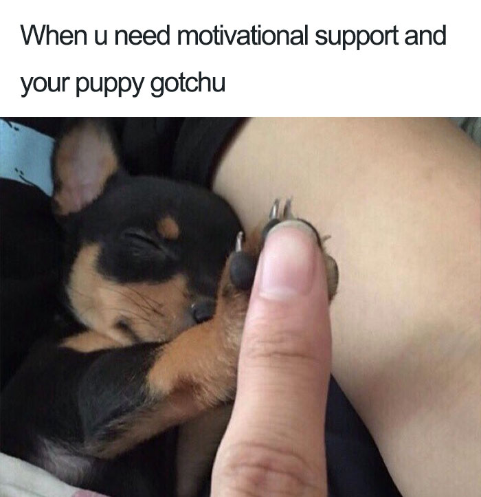 Dog Memes