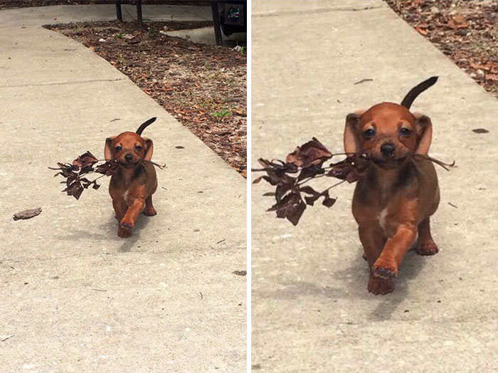 10+ Divertidos memes de perros que te harán sonreír