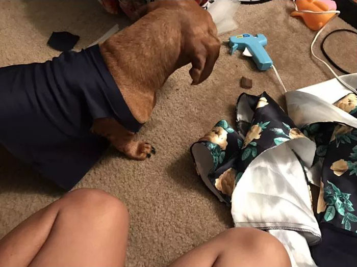 18-Year-Old Makes Her Dachshund A Matching Prom Dress, Wins The Internet 18-Year-Old Makes Her Dachshund A Matching Prom Dress, Wins The Internet