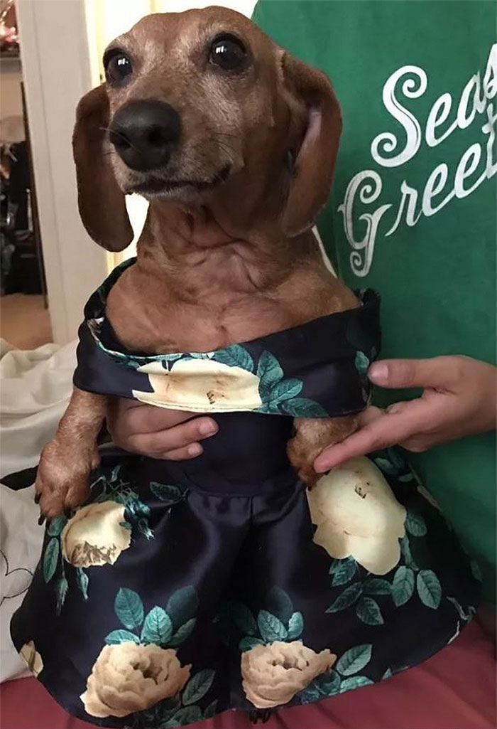 18-Year-Old Makes Her Dachshund A Matching Prom Dress, Wins The Internet 18-Year-Old Makes Her Dachshund A Matching Prom Dress, Wins The Internet