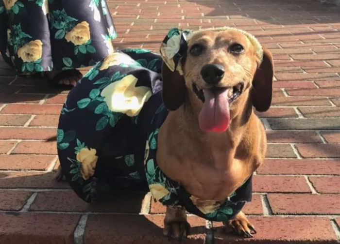 18-Year-Old Makes Her Dachshund A Matching Prom Dress, Wins The Internet 18-Year-Old Makes Her Dachshund A Matching Prom Dress, Wins The Internet