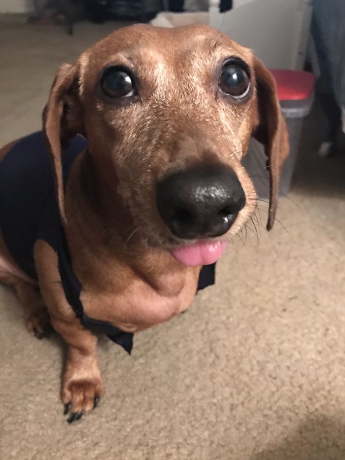 18-Year-Old Makes Her Dachshund A Matching Prom Dress, Wins The Internet 18-Year-Old Makes Her Dachshund A Matching Prom Dress, Wins The Internet
