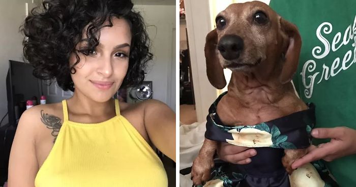 18-Year-Old Makes Her Dachshund A Matching Prom Dress, Wins The Internet