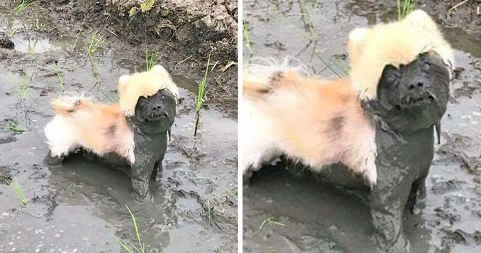 249 Reasons You Should Never Let Your Dog Play In The Mud