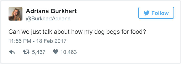 dog-climbs-big-friend-bella-hank-adriana-burkhart-11 dog-climbs-big-friend-bella-hank-adriana-burkhart-11