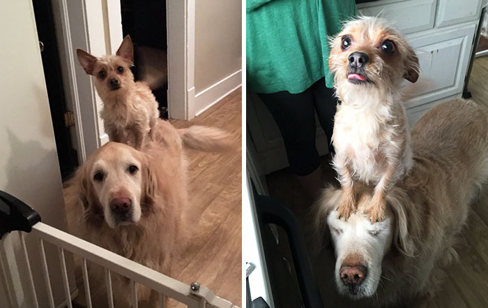 Este perro pequeño usa a su hermano mayor para todo y se convierten en una sensación en internet