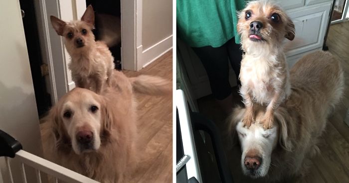 Tiny Dog Uses Her Big Brother To Do Everything, Becomes Internet Sensation