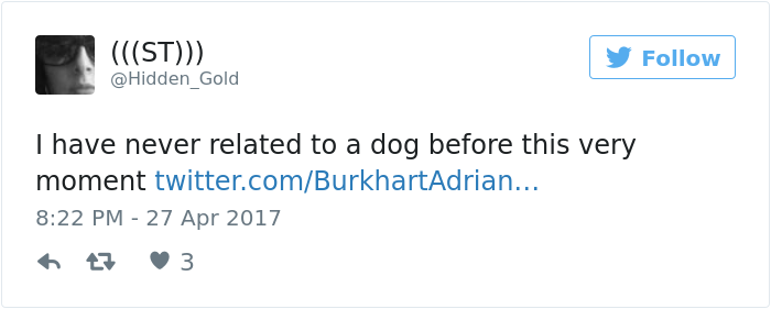 dog-climbs-big-friend-bella-hank-adriana-burkhart1 (1)