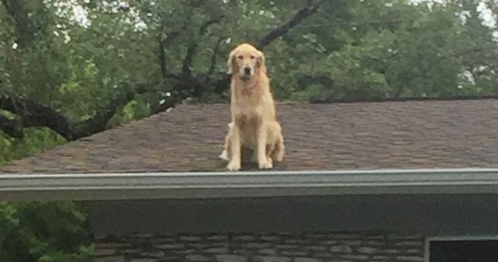 Esta familia hizo un cartel para explicar por qué su perro está en el tejado, y se convierte en la sensación de internet