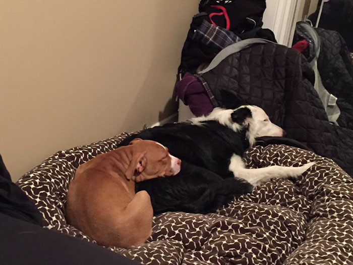 Dog Owner Shocked After Finding Hot Dogs Stuffed With Razor Blades In Her Yard Dog Owner Shocked After Finding Hot Dogs Stuffed With Razor Blades In Her Yard