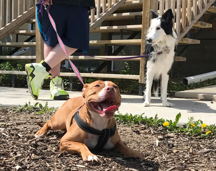 Dog Owner Shocked After Finding Hot Dogs Stuffed With Razor Blades In Her Yard