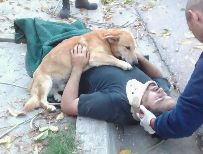 This Dog Refused To Leave His Owner Who Got Injured And Lost Consciousness After A Fall