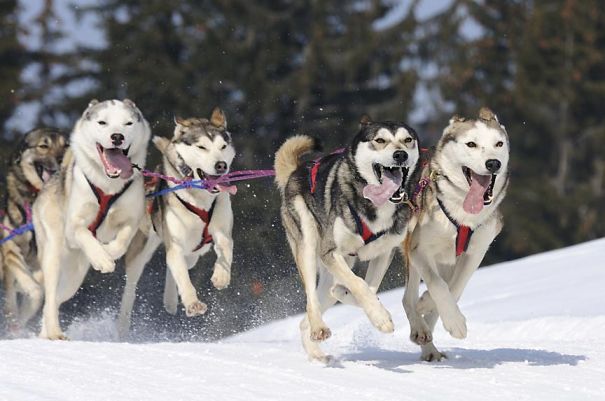 dogSleddingTours-591cbe8aad62b.jpg