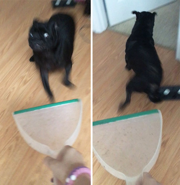 More My Dog Is Scared Of Dust Pans