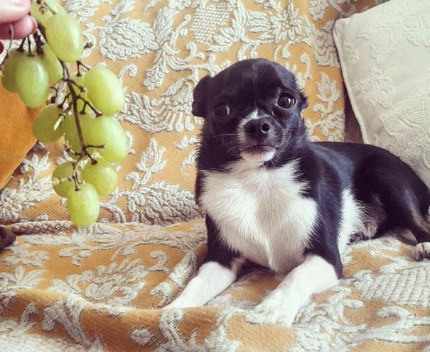 My Dog Is Scared Of Grapes. This Face Man