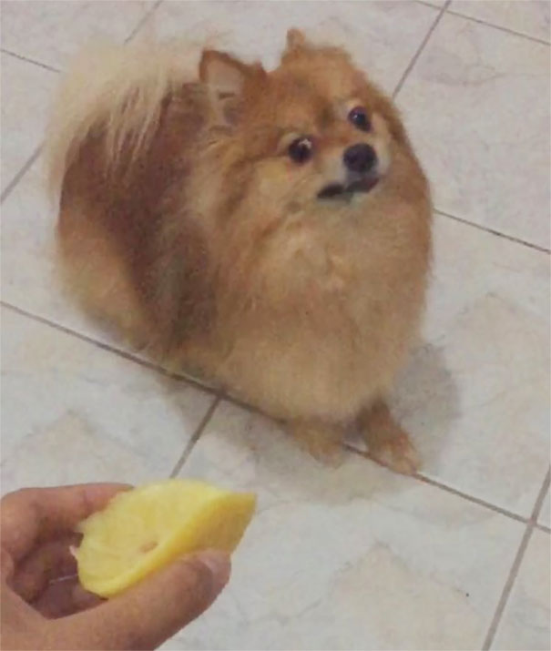 My Dog Hates Lemons So Much Im Screaming