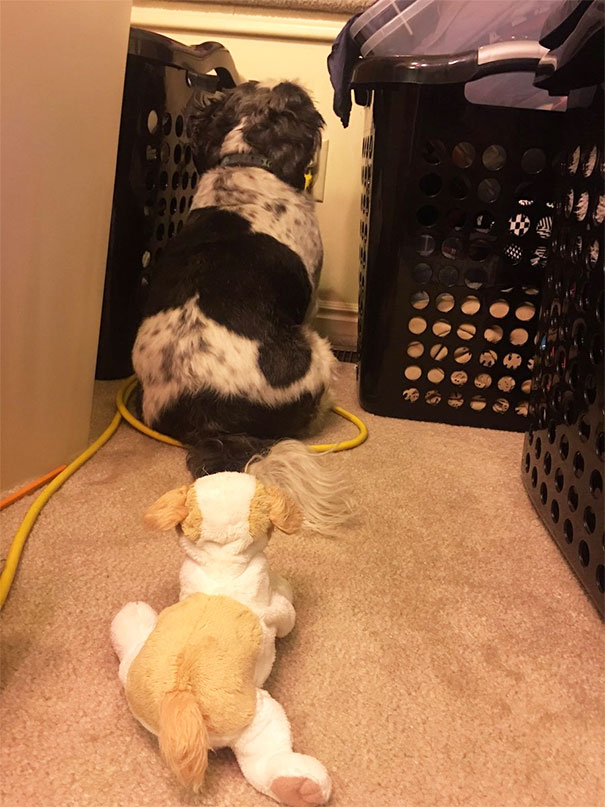 My Dog Is Deathly Scared Of This Fur Real Pet That We Found. Put Himself In Time Out