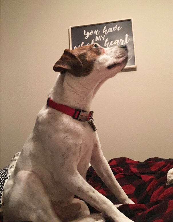 My Dog Is Scared Of The Ceiling Fan That Is Off