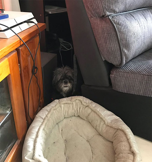 My Dog Is Scared Of Bubble Wrap. She's Been Hiding Behind The Couch For Three Hours Now