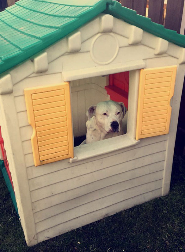 My Dogs Scared Of The Jetwasher