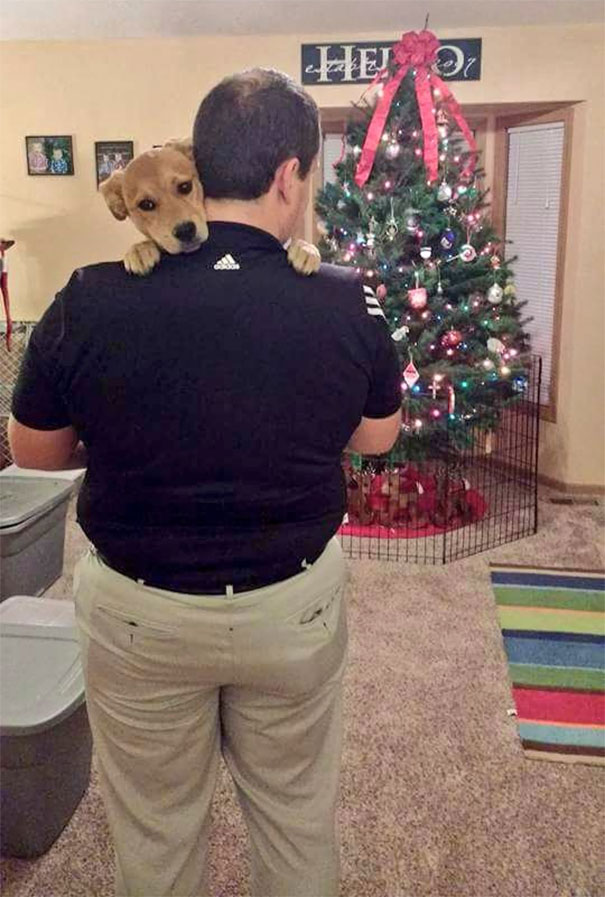 My Dog Is Afraid Of Christmas Tree