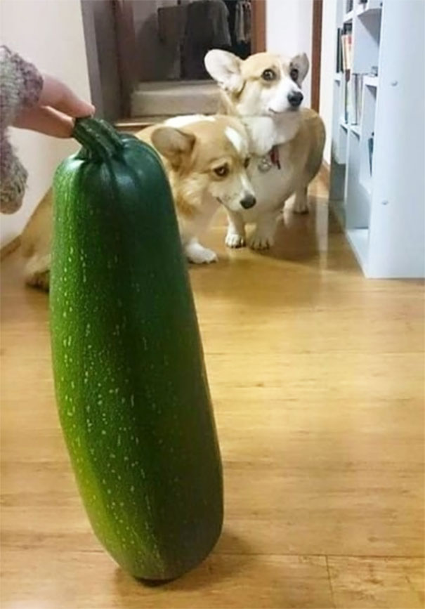Harvested This Giant Zucchini, Frightened Corgi's For Scale