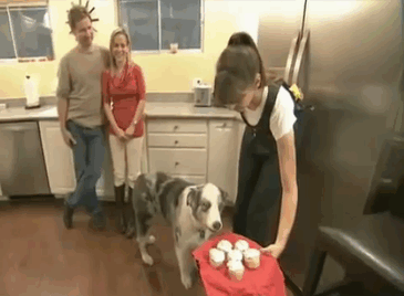 Dramatic Cupcake Dog