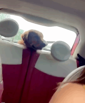 Dog Scared Of Car Windshield Wiper