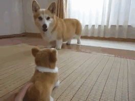 Corgi Scared Of Corgi Toy