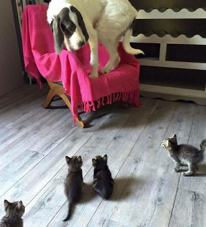 156 Dogs Who Are Afraid Of The Most Ridiculous Things