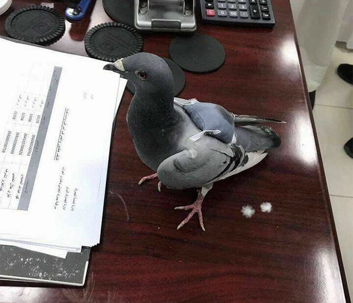 Pigeon Gets Caught Trying To Smuggle Almost 200 Ecstasy Pills Across The Border